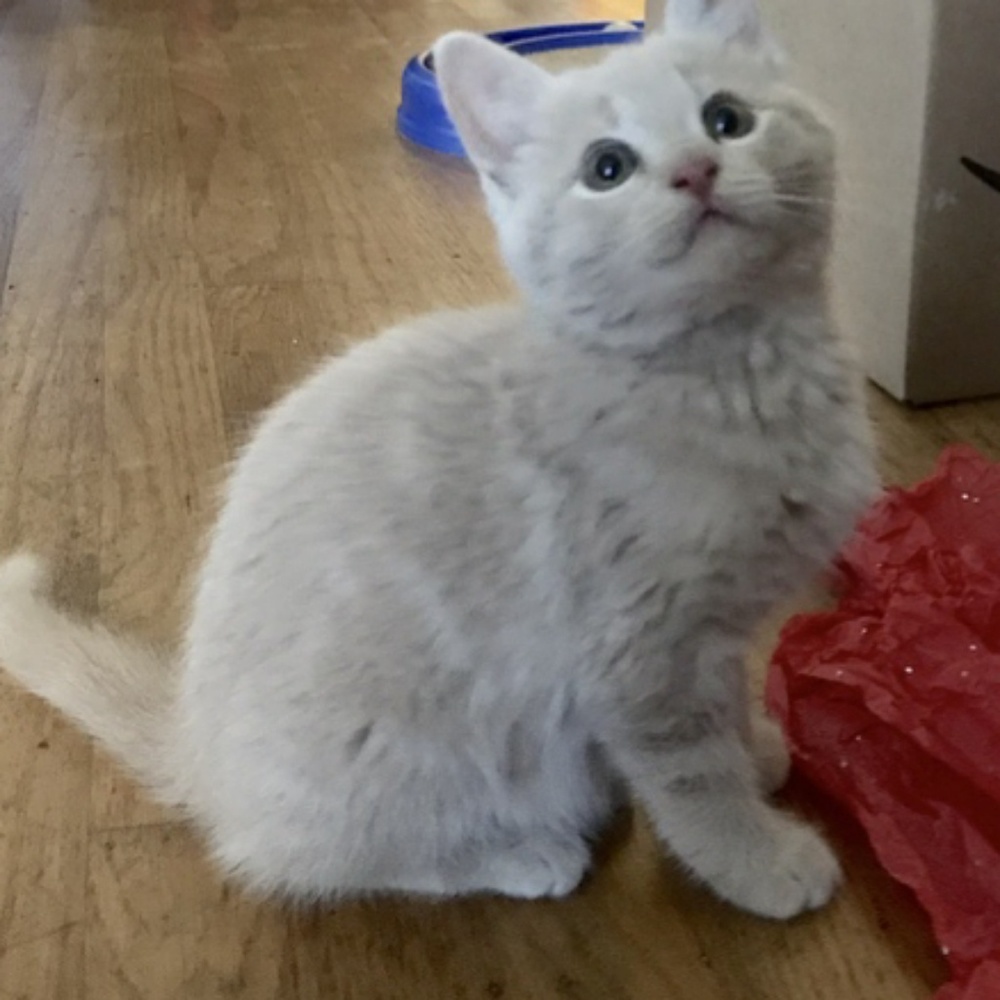 Meet your Posher, Martha